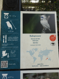 Explanation on the Bali Myna at the Antwerp Zoo