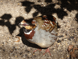 White-necklaced Partridge at the Antwerp Zoo