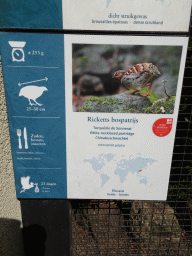 Explanation on the White-necklaced Partridge at the Antwerp Zoo