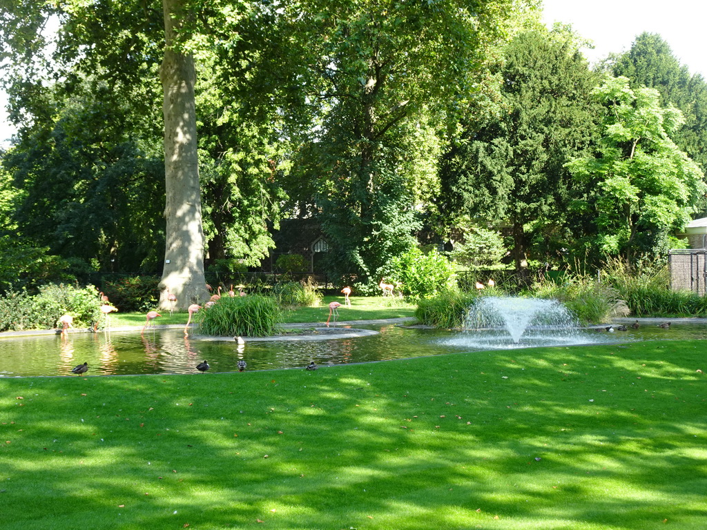 Flamengos and fountain at the Antwerp Zoo