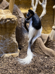 Black-and-white Colobus at the Monkey Building at the Antwerp Zoo