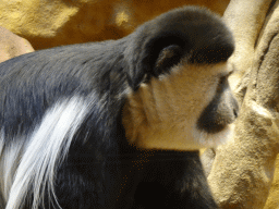 Black-and-white Colobus at the Monkey Building at the Antwerp Zoo