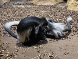 Black-and-white Colobuses at the Monkey Building at the Antwerp Zoo