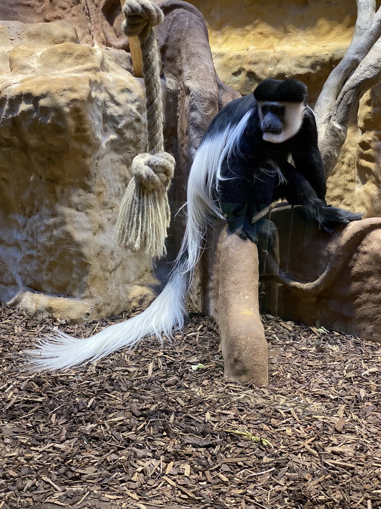 Black-and-white Colobus at the Monkey Building at the Antwerp Zoo