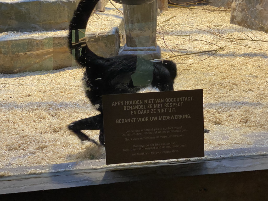 Brown-headed Spider Monkey at the Monkey Building at the Antwerp Zoo