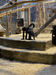 Brown-headed Spider Monkeys at the Monkey Building at the Antwerp Zoo