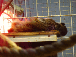 Golden-headed Lion Tamarin at the Monkey Building at the Antwerp Zoo