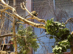 Golden-headed Lion Tamarin and White-headed Marmoset at the Monkey Building at the Antwerp Zoo
