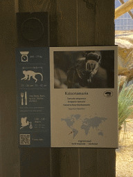 Explanation on the Emperor Tamarin at the Monkey Building at the Antwerp Zoo