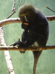 Owl-faced Monkey at the Monkey Building at the Antwerp Zoo