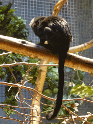 Young Owl-faced Monkey at the Monkey Building at the Antwerp Zoo