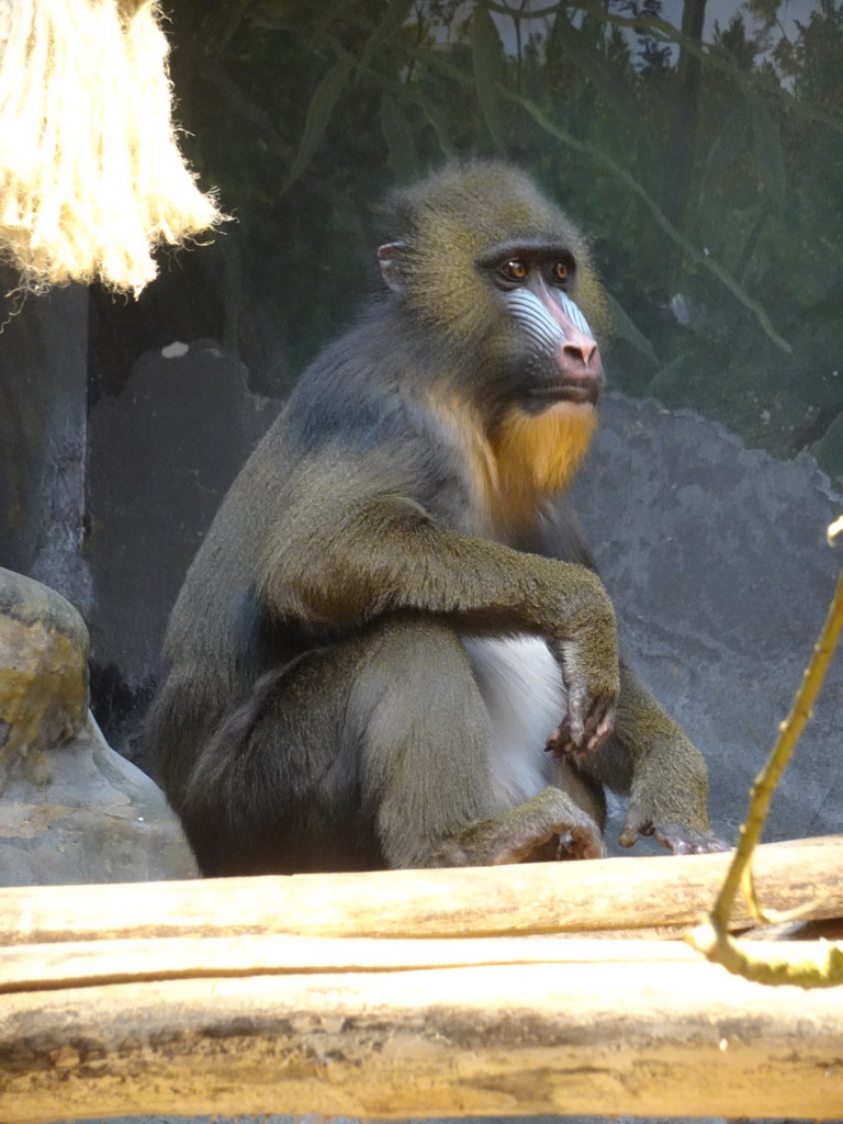 Mandrill at the Monkey Building at the Antwerp Zoo