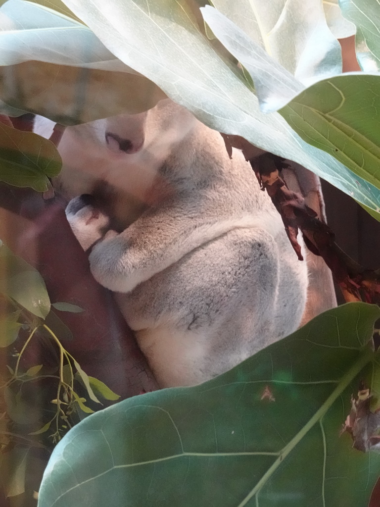 Queensland Koala at the Antwerp Zoo