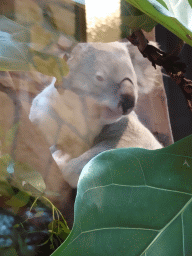 Queensland Koala at the Antwerp Zoo