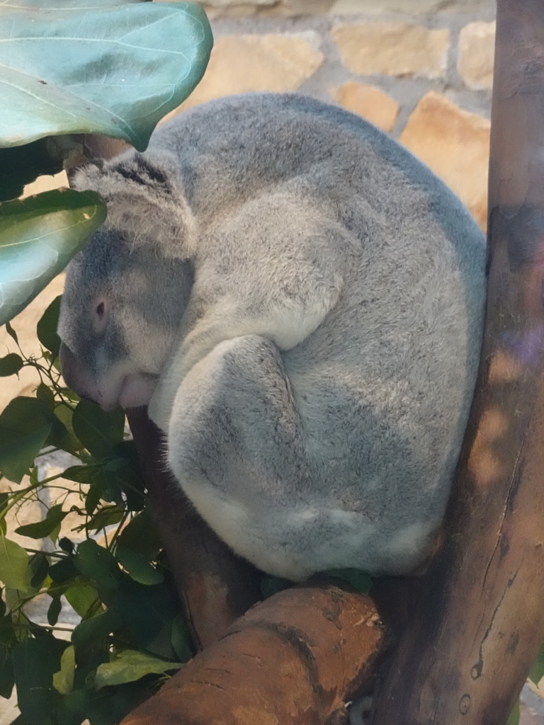 Queensland Koala at the Antwerp Zoo