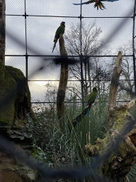 Great Green Macaws at the Aviary at the Antwerp Zoo