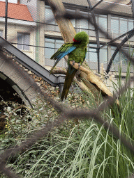 Great Green Macaw at the Aviary at the Antwerp Zoo