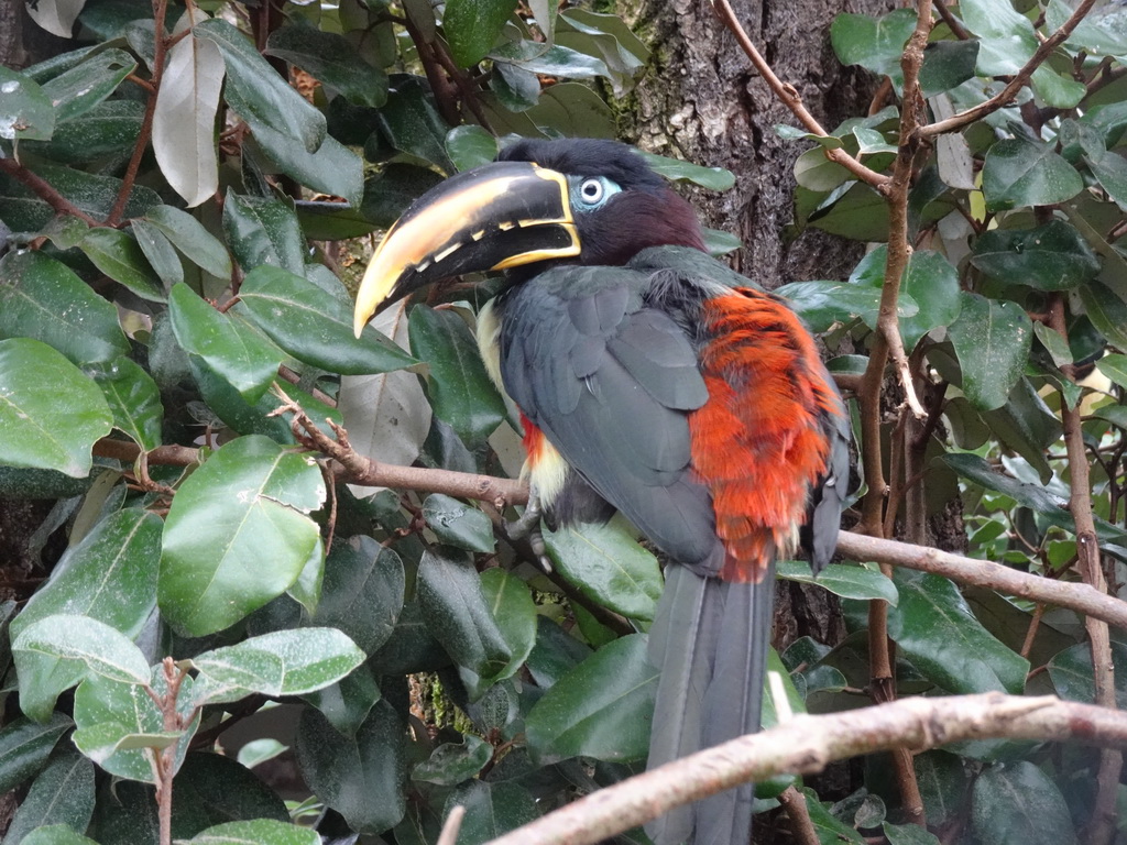 Chestnut-eared Aracari at the Aviary at the Antwerp Zoo