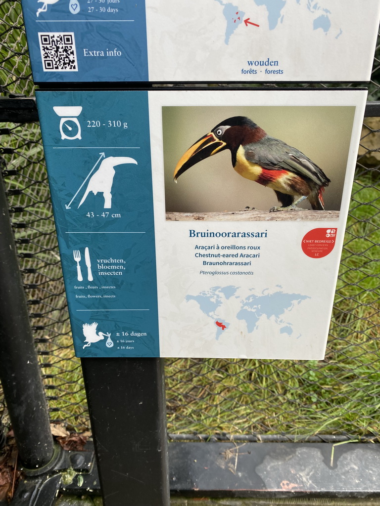 Explanation on the Chestnut-eared Aracari at the Aviary at the Antwerp Zoo