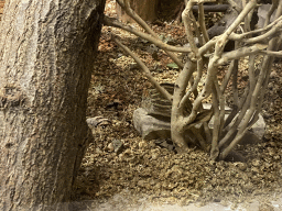 Barbary Striped Grass Mouse at the Primate Building at the Antwerp Zoo