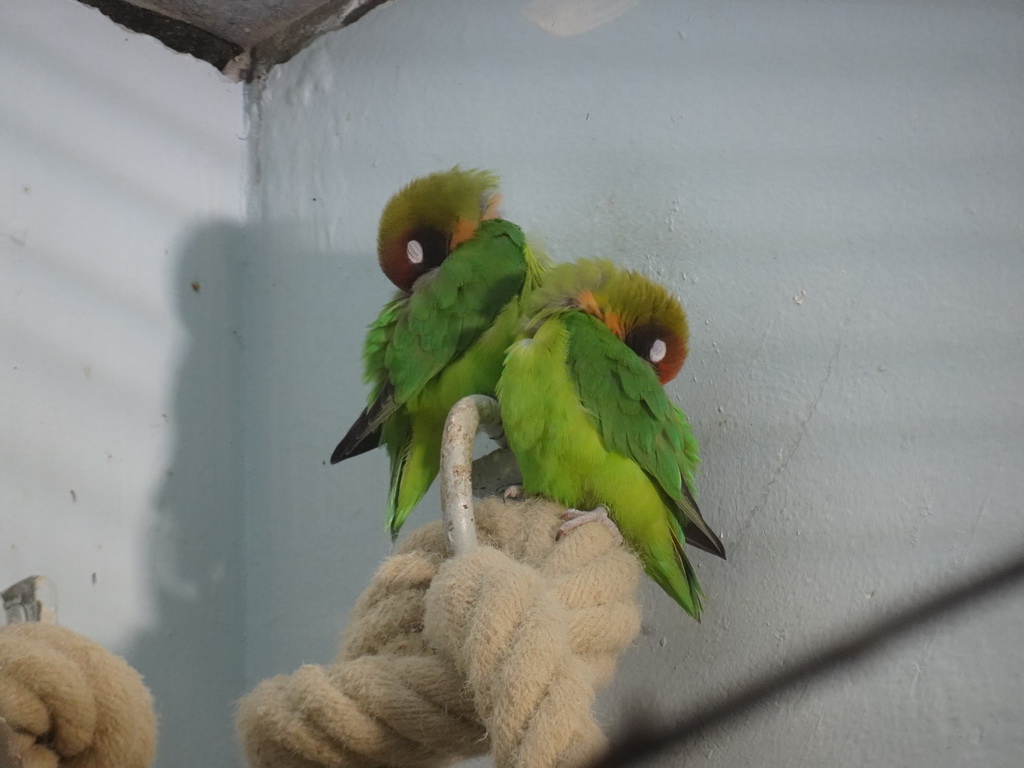 Black-cheeked Lovebird at the Primate Building at the Antwerp Zoo