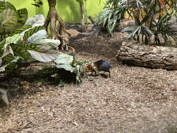 Black and Rufous Elephant Shrew at the Primate Building at the Antwerp Zoo