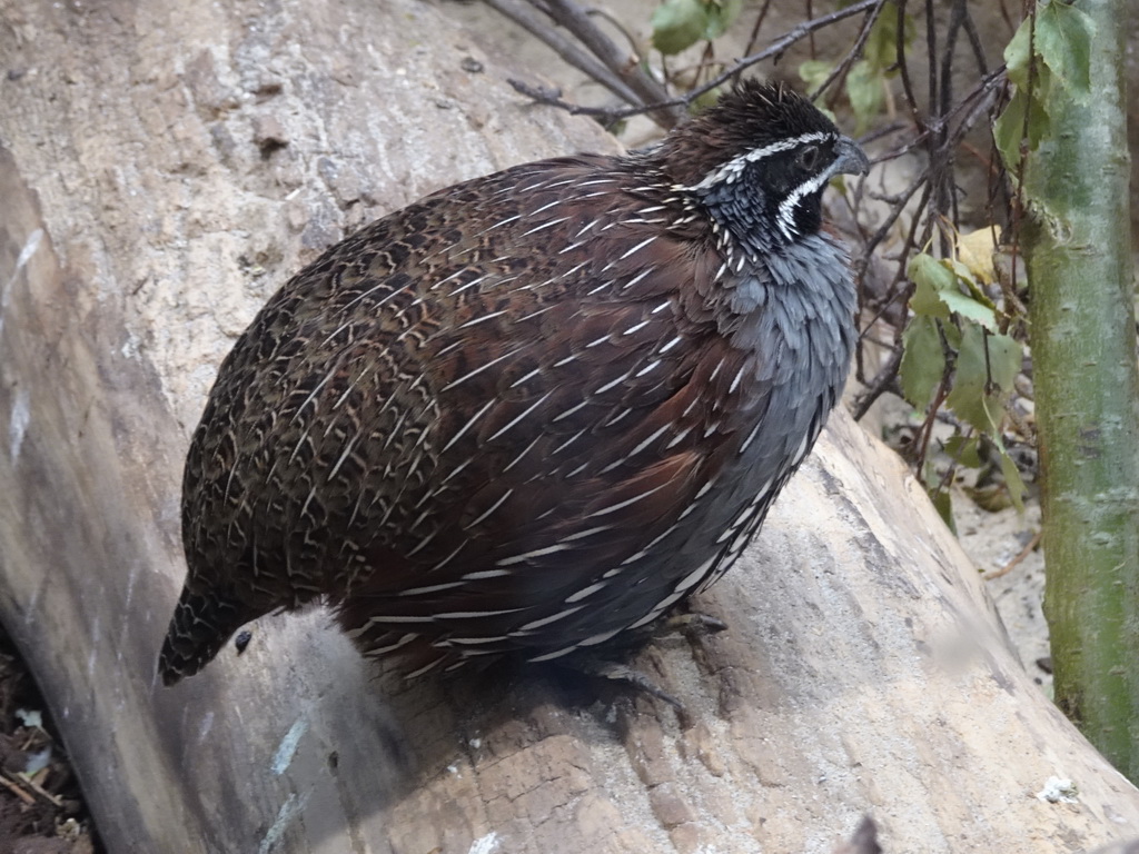 Madagascar Partridge at the Primate Building at the Antwerp Zoo