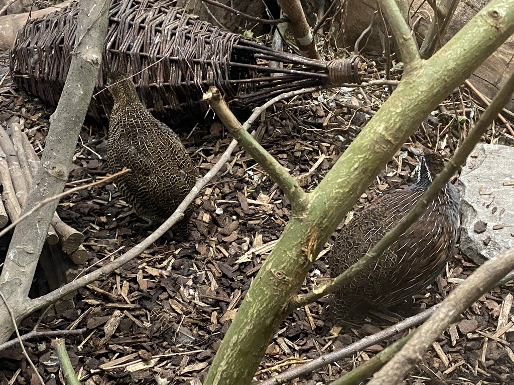 Madagascar Partridges at the Primate Building at the Antwerp Zoo