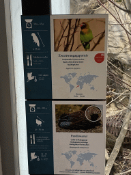 Explanation on the Black-cheeked Lovebird and the Madagascar Partridge at the Primate Building at the Antwerp Zoo