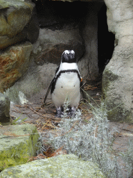 African Penguin at the Rotunda Building at the Antwerp Zoo