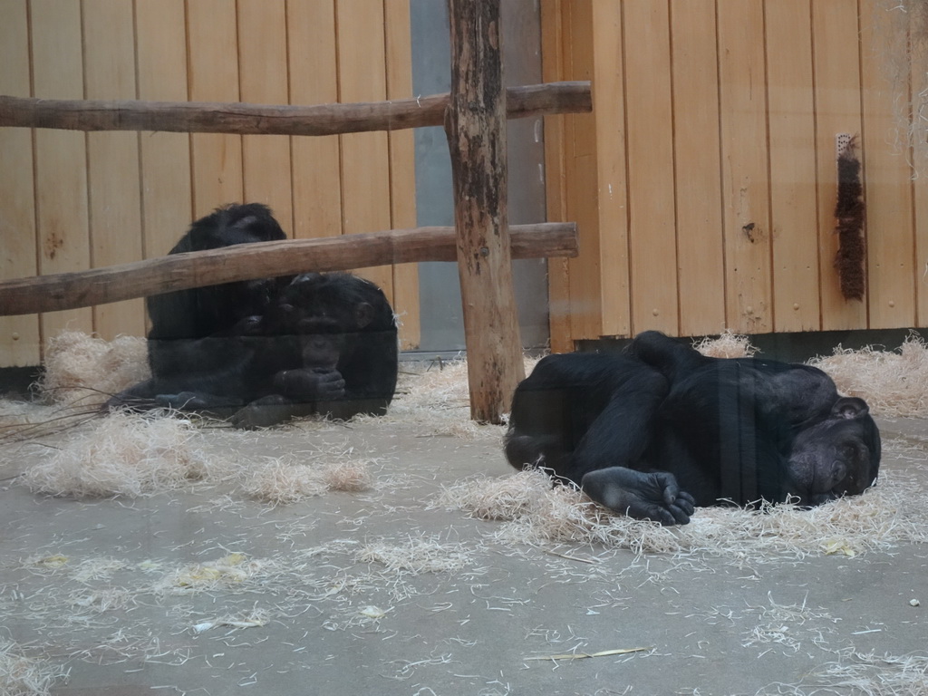 Chimpanzees at the Primate Building at the Antwerp Zoo