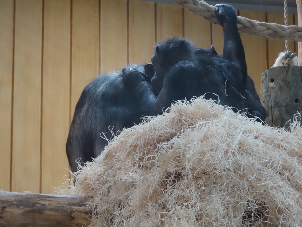 Chimpanzees at the Primate Building at the Antwerp Zoo