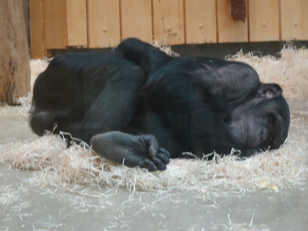 Chimpanzee at the Primate Building at the Antwerp Zoo