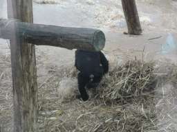 Young Gorilla at the Primate Building at the Antwerp Zoo