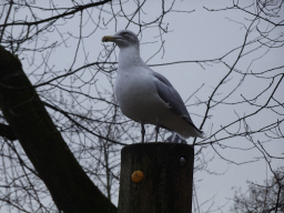 Seagull at the playground in front of the Savanne restaurant at the Antwerp Zoo