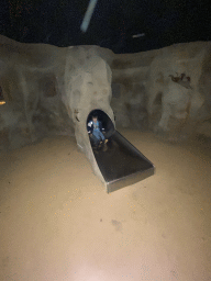 Max on the slide at the Kitum Cave at Antwerp Zoo
