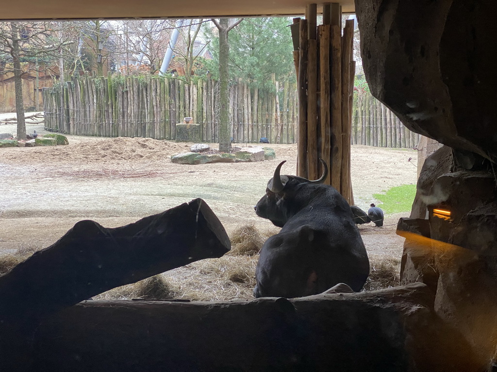 African Buffalo and Crested Guineafowls at the Savannah at the Antwerp Zoo, viewed from the Kitum Cave