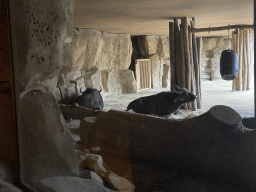 African Buffaloes at the Savannah at the Antwerp Zoo, viewed from the Kitum Cave