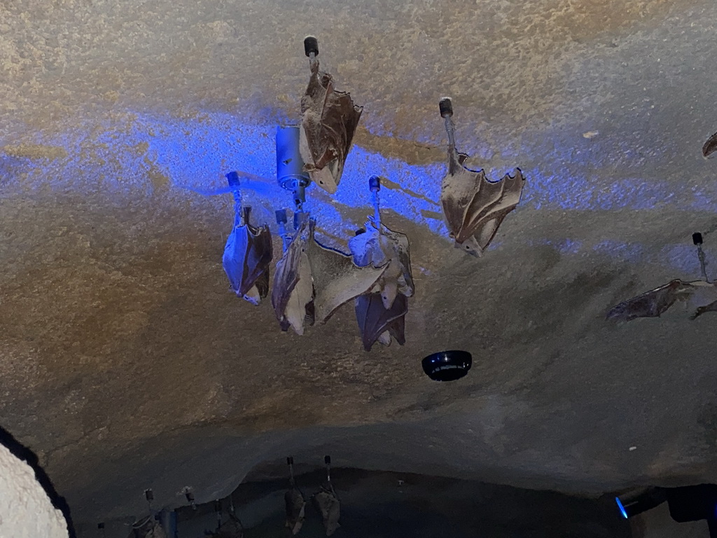 Bats at the Kitum Cave at Antwerp Zoo