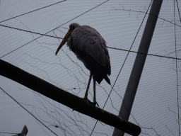 Yellow-billed Stork at the Savannah at the Antwerp Zoo