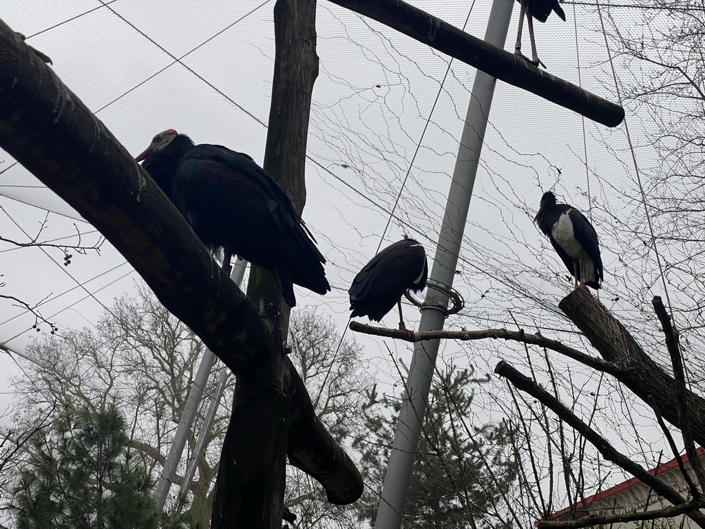 Marabou Storks and White-bellied Storks at the Savannah at the Antwerp Zoo