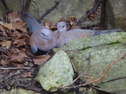 Laughing Doves at the Savannah at the Antwerp Zoo