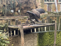 Rüppell`s Vulture at the Savannah at the Antwerp Zoo