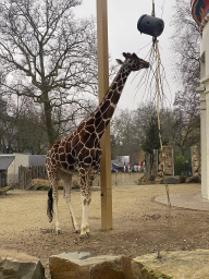 Rothschild`s Giraffe in front of the Egyptian Temple at the Antwerp Zoo