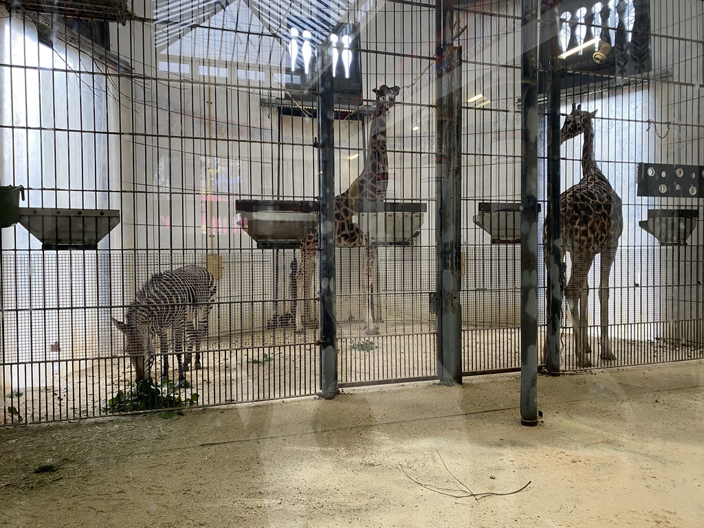 Hartmann`s Mountain Zebra and Rothschild`s Giraffes at the Egyptian Temple at the Antwerp Zoo