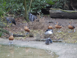 Vulturine Guineafowls, Fulvous Whistling Ducks and Knob-billed Duck in the Aviary next to the Hippotopia building at the Antwerp Zoo