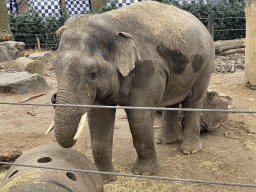 Asian Elephant at the Antwerp Zoo