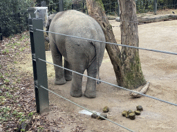 Asian Elephant at the Antwerp Zoo