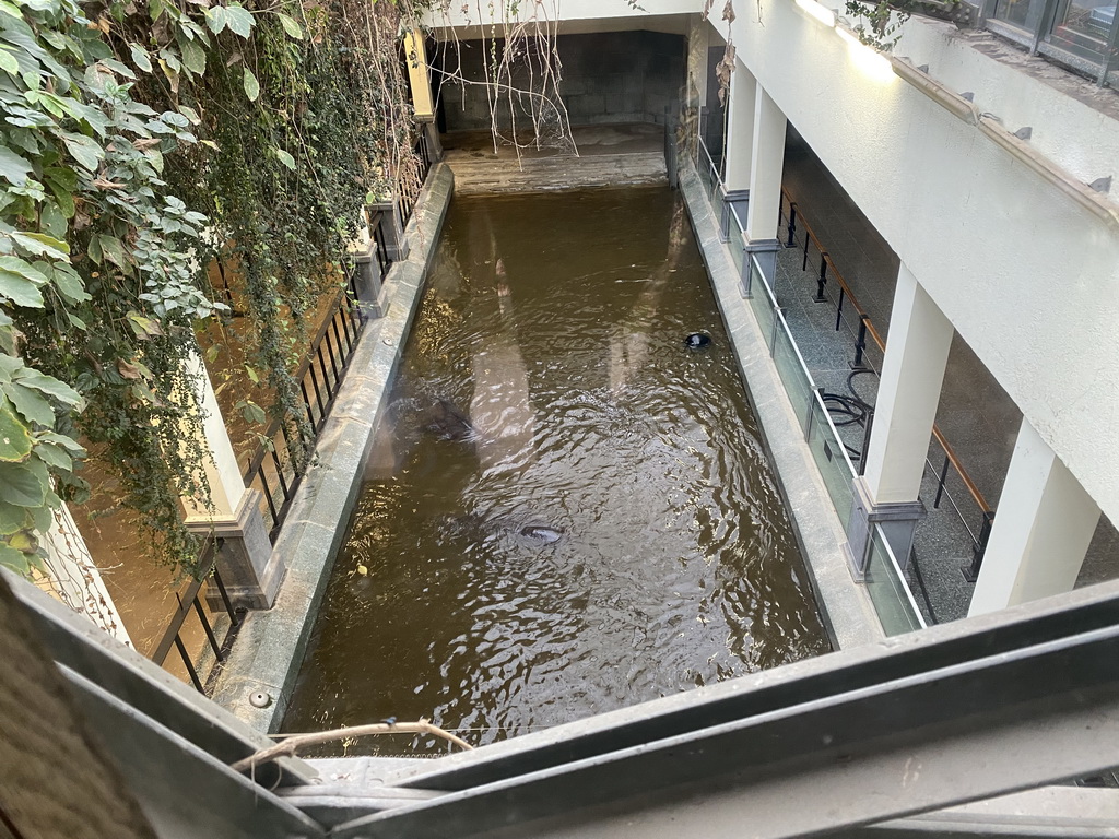 Hippopotamuses at the Hippotopia building at the Antwerp Zoo, viewed from the platform above