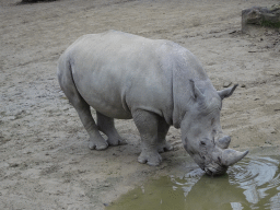 Rhinoceros at the Antwerp Zoo